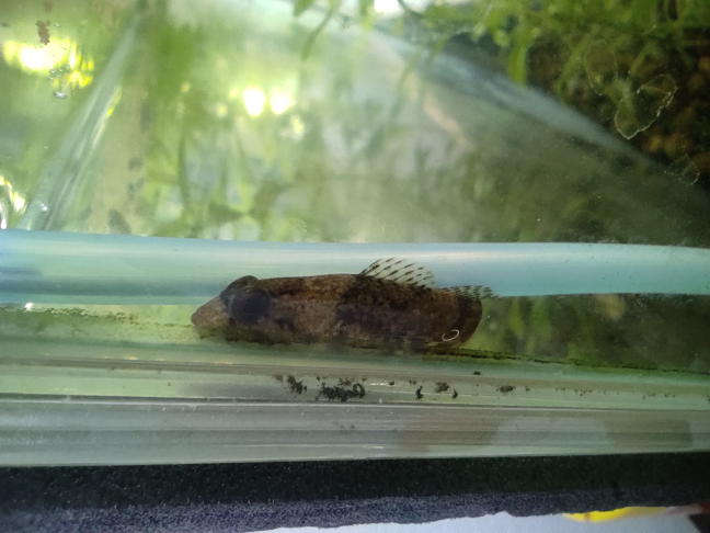 釣りの時 釣り人にフグを貰った事ある もらっても仕方ない Yahoo 知恵袋