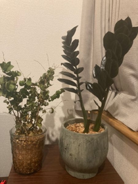 この観葉植物それぞれ名前がわかる方いらっしゃいますか 特に左 Yahoo 知恵袋