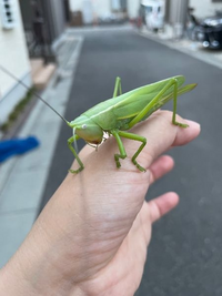 でかくて茶色いバッタ 羽で飛びます なんて言うバッタですか Yahoo 知恵袋