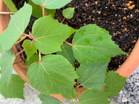 この植物は何でしょうか 花も咲かないので食用のリーフレタスな Yahoo 知恵袋