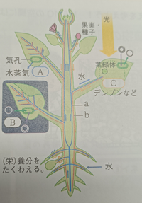 この写真のb Cは植物のなんという働きをしているか教えてくだ Yahoo 知恵袋