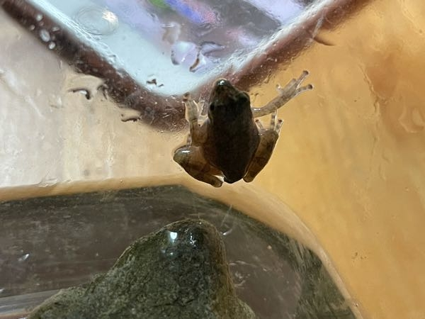 川でカエルを捕まえました カエルの種類と 飼いかたを教えてく Yahoo 知恵袋