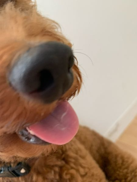 犬の舌の色ですが問題ないでしょうか チアノーゼなど心配です Yahoo 知恵袋