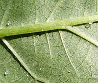 オクラに毎日のようにこの卵が付きます害虫だと思いますが何の卵 Yahoo 知恵袋