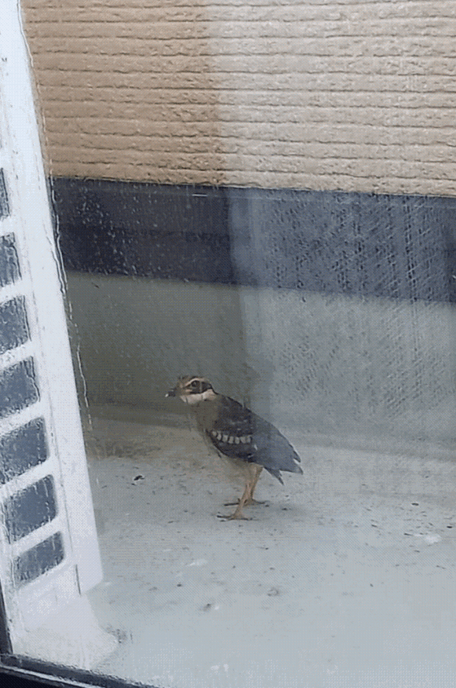 ベランダによくやって来るこの鳥の種類を教えて下さい え Yahoo 知恵袋