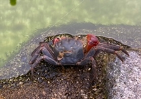 このカニは 何カニでしょうか アカテガニだと思います Yahoo 知恵袋