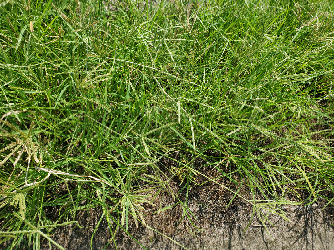 オヒシバという雑草にお勧め除草剤ありますか？ 農家です。今までグリホサート100倍に24dを混ぜて畦に使用してました。スギナまで綺麗に枯れて不満はなかったんですが、今年から抵抗性がでたのかオヒシバという雑草だけ綺麗に残って悩んでいます。他国では10倍で散布しても抵抗性がでて効かなかったとか…皆さんの田んぼにもはえてますか？ バスタなら効くのは知ってますが。バスタでは一月も持たないので…やはり根まで枯らす薬のがいいんですけどね…