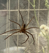 アシダカグモがいるのですが 家に獲物があるかわからずこの子は Yahoo 知恵袋
