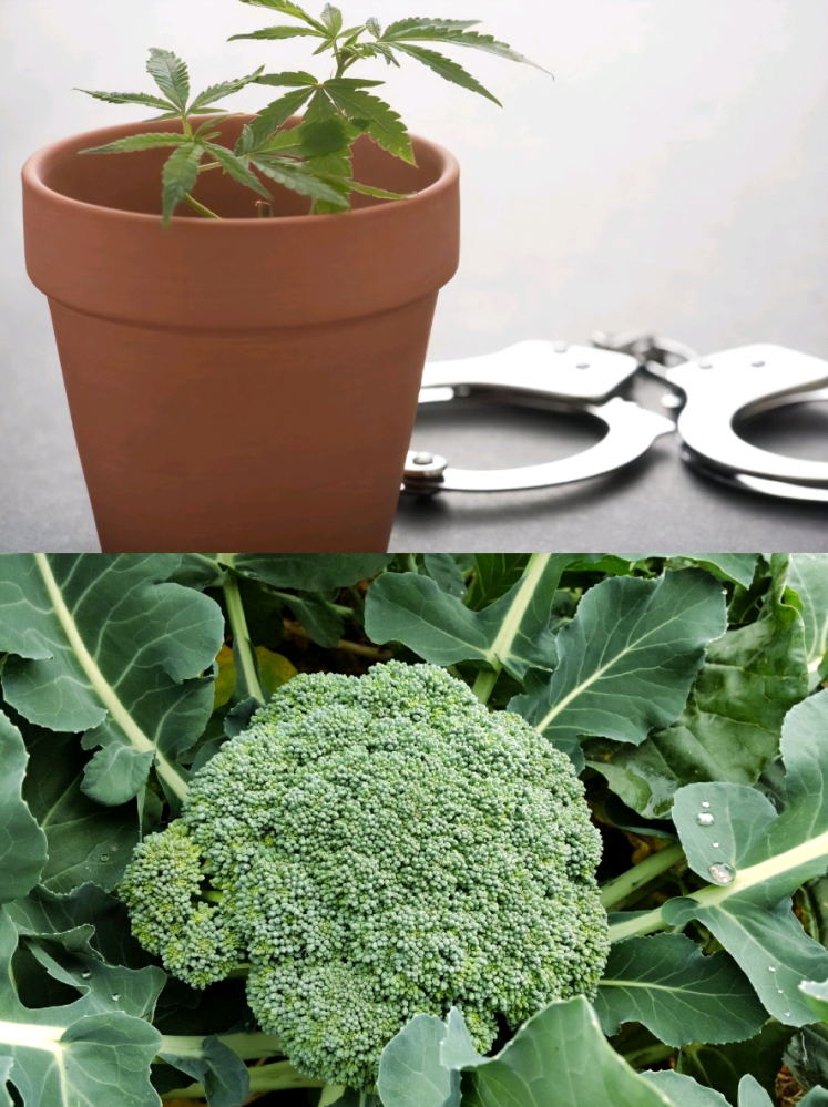 大麻を栽培したら逮捕されますか？ ブロッコリーを栽培したら逮捕されますか？