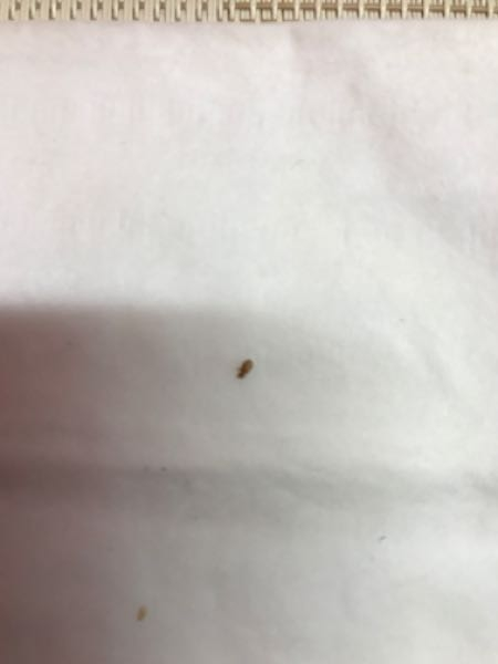 この虫は何でしょうか。