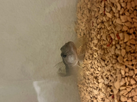 飼育しているハゼについて1年前に海で釣ってきたマハゼです ハゼが 一週 Yahoo 知恵袋