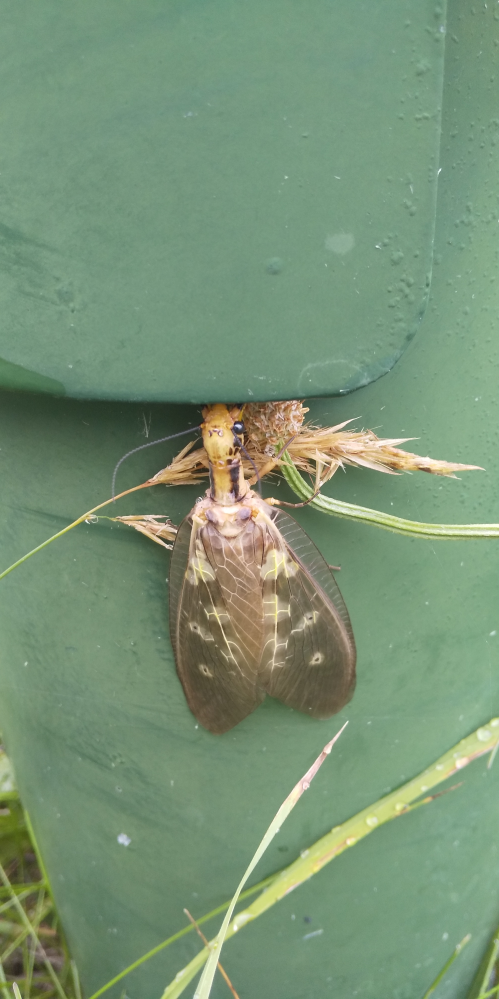 体長5cmほどの蛾のようなバッタのような昆虫。 この名前を教えてください。