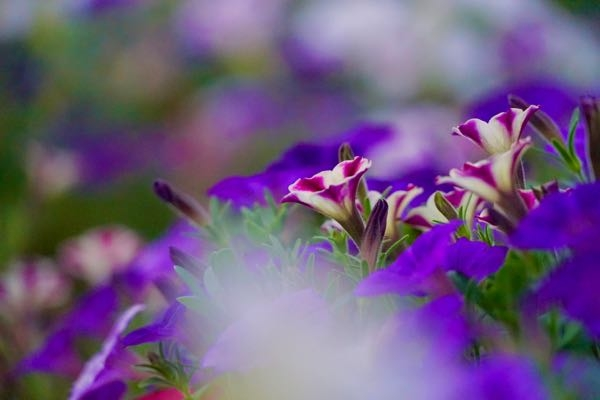 なんて花ですか？