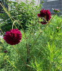 この花はなんの花ですかね コスモス ダブルクリッククラ Yahoo 知恵袋