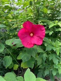 この花はなんの花ですかね 赤花のアメリカフヨウです Yahoo 知恵袋