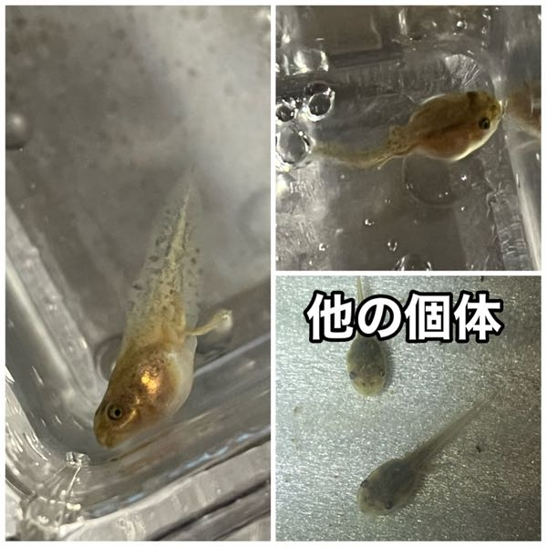 至急 アマガエルのおたまじゃくしについて1匹だけとても丸く Yahoo 知恵袋