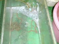 アオイソメ飼育の 海水塩分濃度について アオイソメを飼育したいですが海水が塩 Yahoo 知恵袋