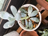 多肉植物 熊童子の葉が落ちた原因について2 3号サイズの小さな熊童子の葉がポロ Yahoo 知恵袋