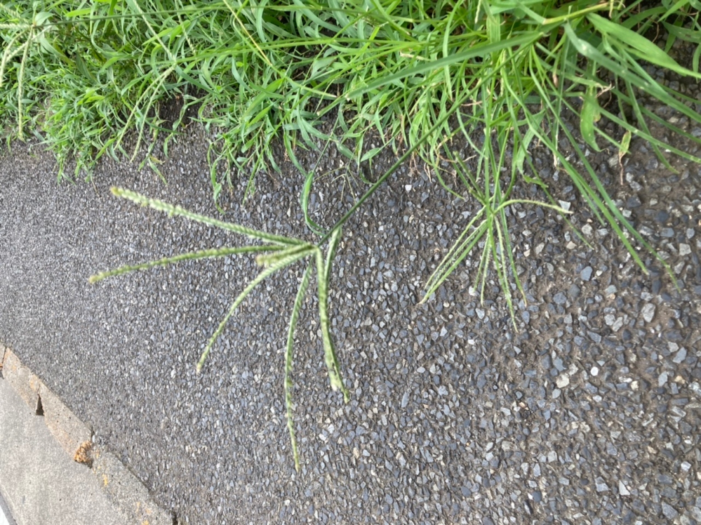 この雑草はなんですか？