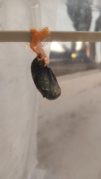 オオゴマダラの蛹が写真のような色になって一週間くらい経ちます Yahoo 知恵袋