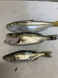 至急今日サビキで釣れた魚です上はさっぱですか 下2つは同じですは何です Yahoo 知恵袋