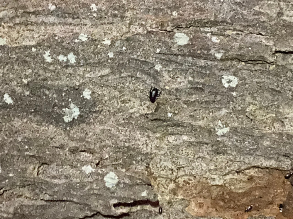この虫はなんという虫でしょうか？ 画質が悪くすみません。 場所は東北で、時期は8月です。 古い木に数多くおり、体長は1から4cm程度と様々で、ゆっくりと動いていました。