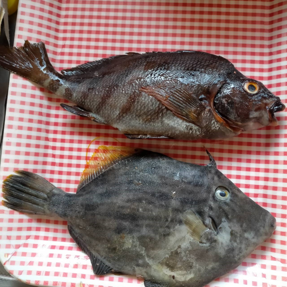 この二匹の魚の名前をお教え下さい。今朝近所のおばちゃんから頂きました