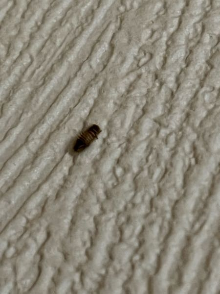 この虫って何かわかりますか？