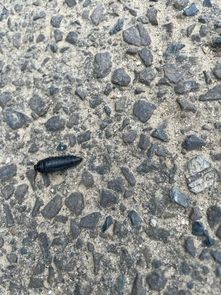 この虫の名前を教えて下さい。 田舎の道路にいました。 まだ幼虫？これで成虫？ 簡単に生態等も教えていただけると嬉しいです。 教えて虫博士〜
