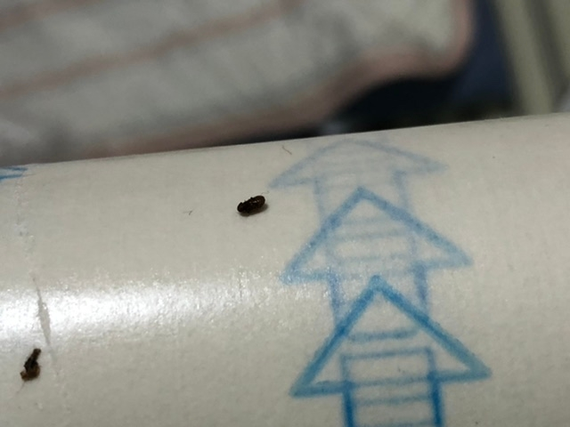 小さな茶色い虫について 自宅リビングに大量発生しています。 対処したいのですが、正体がわからず ご存知の方、教えてください。 大きくて2ミリ程度です。 よろしくお願いします。