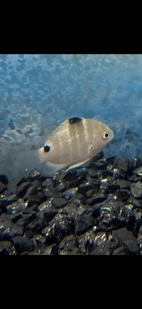 伊良湖岬で見つけた魚なんですが、名前わかる方教えてください。