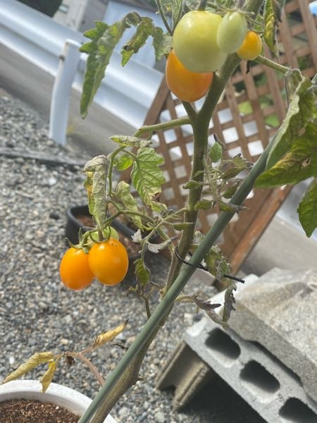 現在トマトを栽培していますが、ホームセンターで安売りで購入したのでタグなどもなく種類が分からないのですが、このトマトは赤くならない種類でしょうか？？ また収穫時期はどのようになったらでしょうか？？