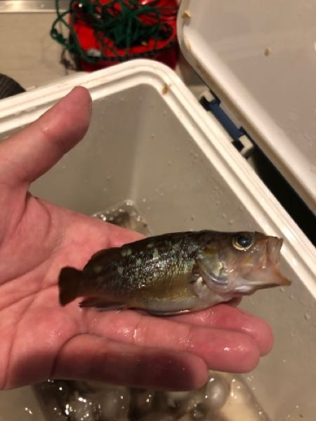 この魚の名前教えてください。小樽で今日捕まえた魚です。