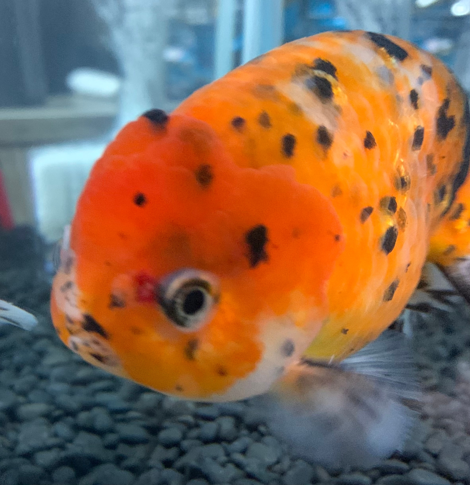 江戸錦という、金魚を飼いました。 1か月くらい経ちましたが 突然赤い窪んだような傷が目の横に出来ていました。 これは病気でしょうか？ 病気だとすれば どのように対処してあげたらいいんでしょうか？