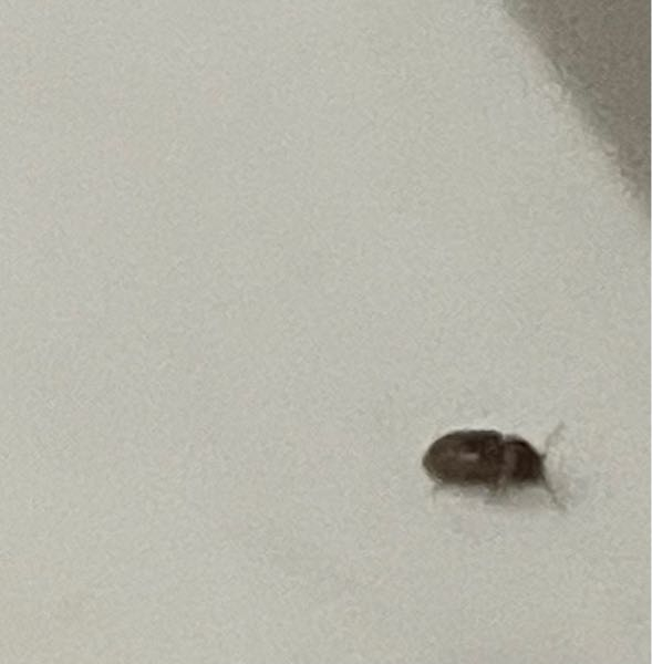 家にこんな虫がよく出現するんですけどなんていう虫ですか？1日に多くて3匹くらい見かけます。体長2、3mmです。飛んだりもしてます。結構ツルツル系です。