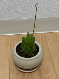 ダイソーの植物 サボテン 多肉で売ってたらお買得やレアな物はありましたか Yahoo 知恵袋