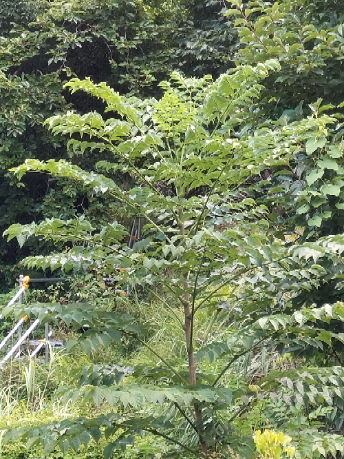 我が家の庭に生えてる木です この木は何でしょうか? 幹は細めなんですが、すごく大きくなってました（２階から平行にてっぺんが見えます） 幹は白っぽくてそこから伸びている枝は緑です イメージとしては、観葉植物がとてつもなく成長した感じです