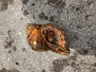わかる方教えてください。 海の岩場で見つけました。 これは何て名前の貝ですか？ 食べれますか。