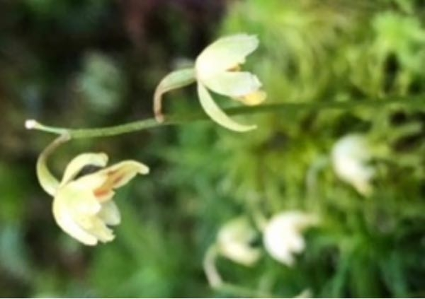 この花の名前を教えて下さい コイチョウランが似ていると Yahoo 知恵袋