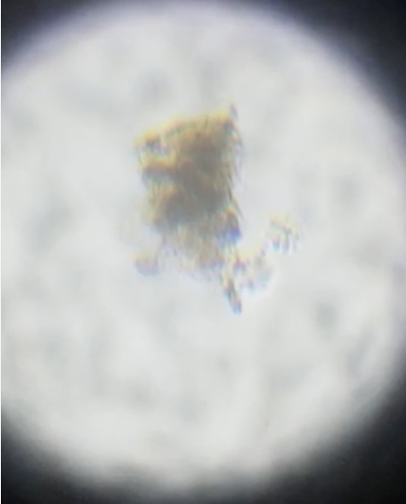 田んぼの水を汲んで顕微鏡で観察したところ添付した画像のような生き物がいました。 もぞもぞ動いています。 この名前を教えて下さい。 動画 https://www.dropbox.com/s/gaqfh4pkd2ljbk2/mov4.mov?dl=0