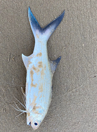 この魚の名前を教えて下さい 西表で釣った魚になります ボラか Yahoo 知恵袋
