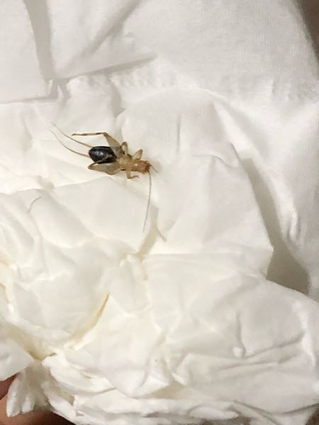 これは幼虫のゴキブリですか？