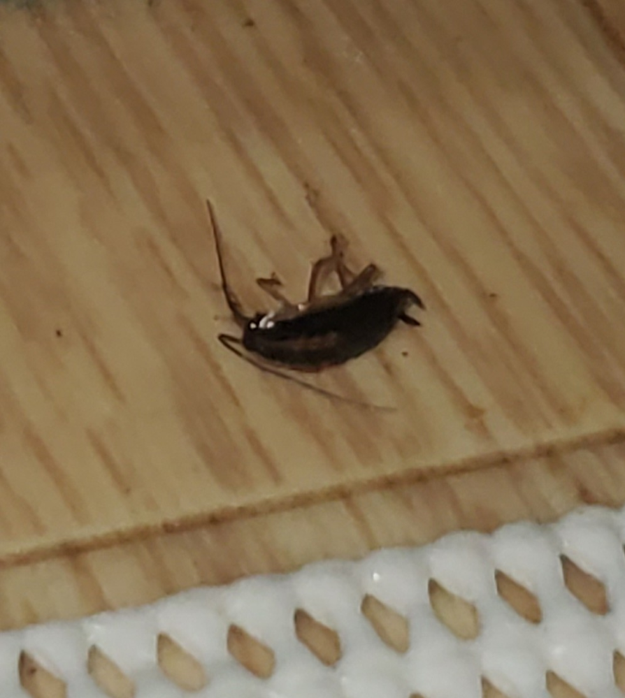 この虫はなんと言う虫ですか? 部屋の中に出たのですが。。 地域は札幌です。