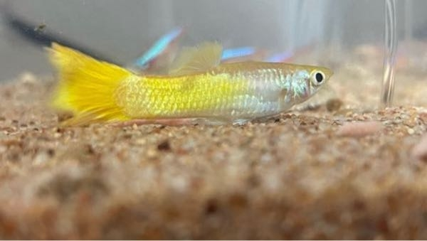 ソイルで水槽を立ち上げたいのですが コリドラスではなく ヤマトヌマ Yahoo 知恵袋