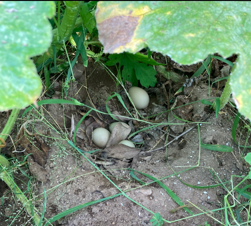 畑の中に4cmくらいの卵がありました。 亀が来ているのをたまに見かけるので亀の卵でしょうか？