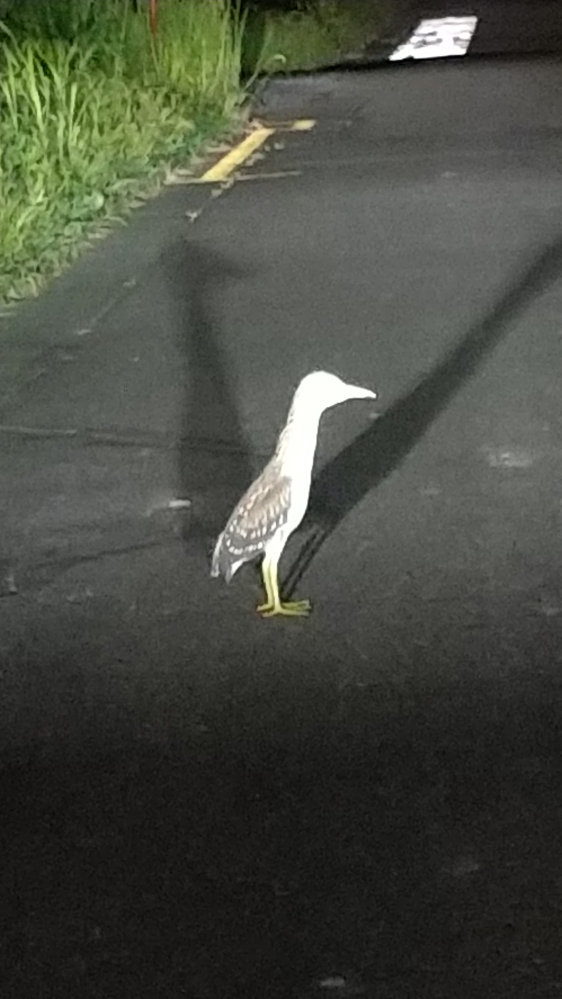 夜中１時頃、道路で見たこともない鳥を見かけました。 なんていう鳥か、教えてください。