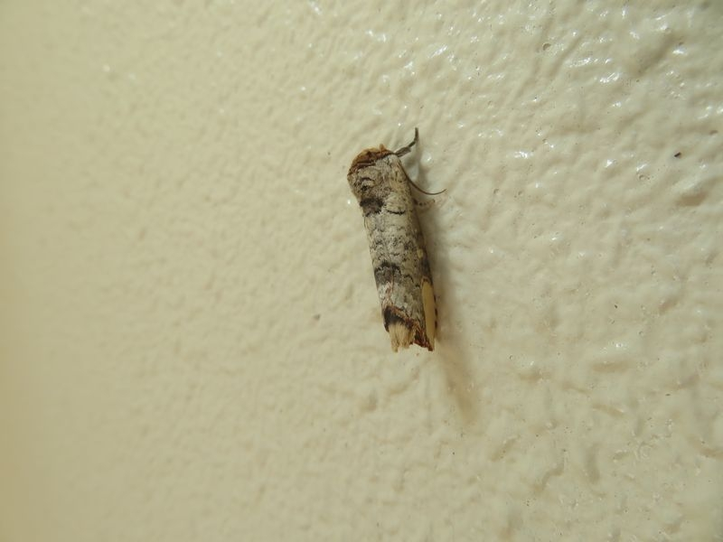 折れた小枝のように見えるこの子は、脚が見えますが蛾でしょうか？ 丸くなって、前から後ろまで同じ太さで、まるで小枝です。