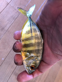 先日 奄美大島の浅瀬で捕まえた魚です 名前が解る方 教えてく Yahoo 知恵袋