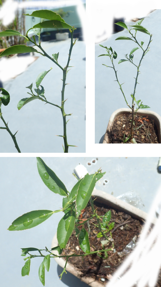 この植物は何でしょうか どうぞよろしくお願いします ミカン系 柑 Yahoo 知恵袋