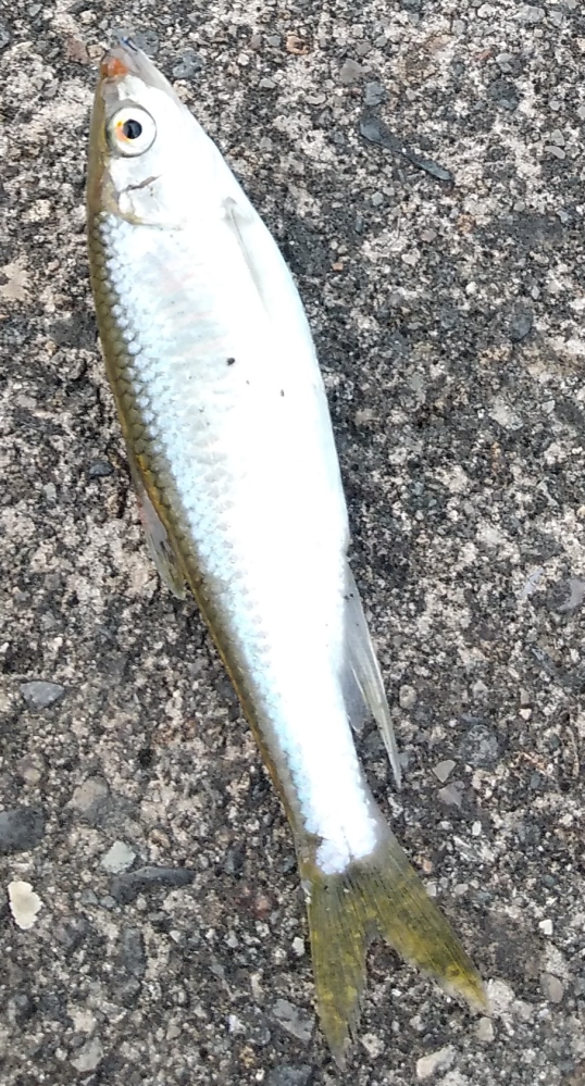 添付写真の魚なにかわかりますでしょうか？兵庫県の小さい川、中流で今日釣れました。体長7,8cmで、他にかわむつも何匹か釣れたのですが、それと違って黒い横線が見えなくて違う魚でしょうか？